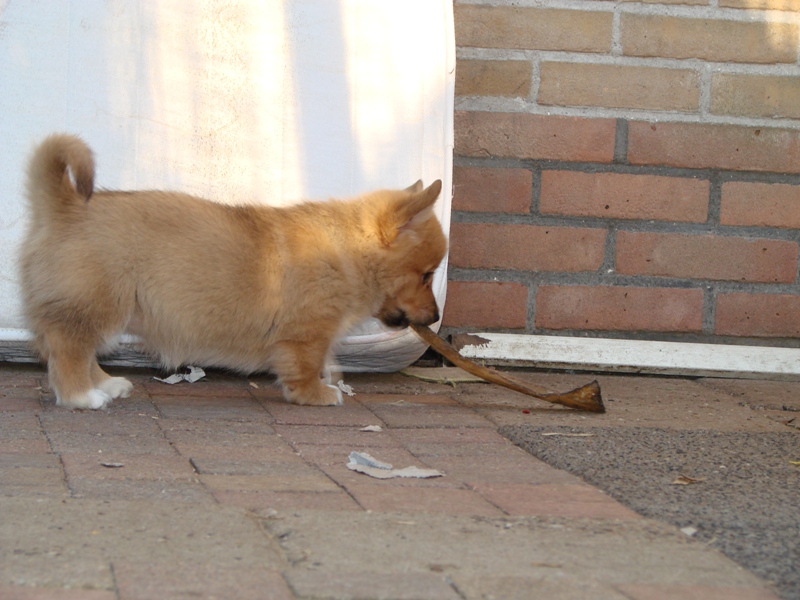 Puppies